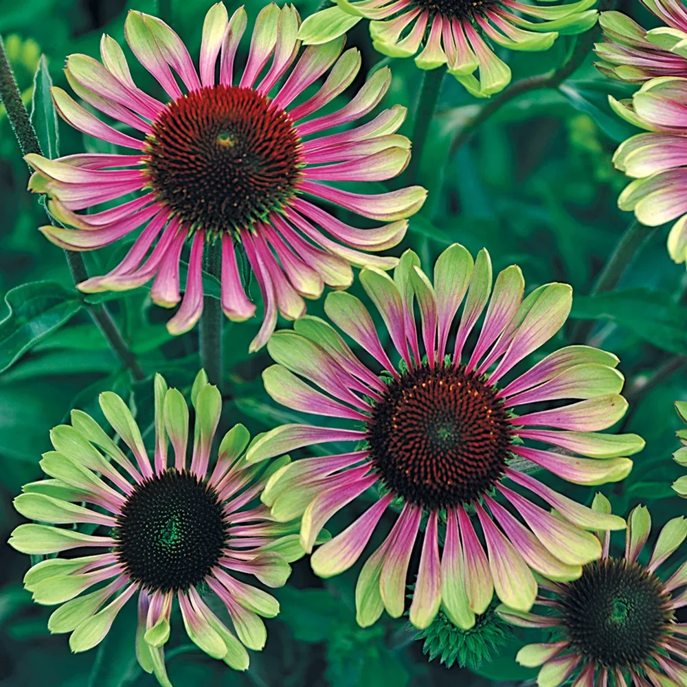 Echinacea Green Twister
