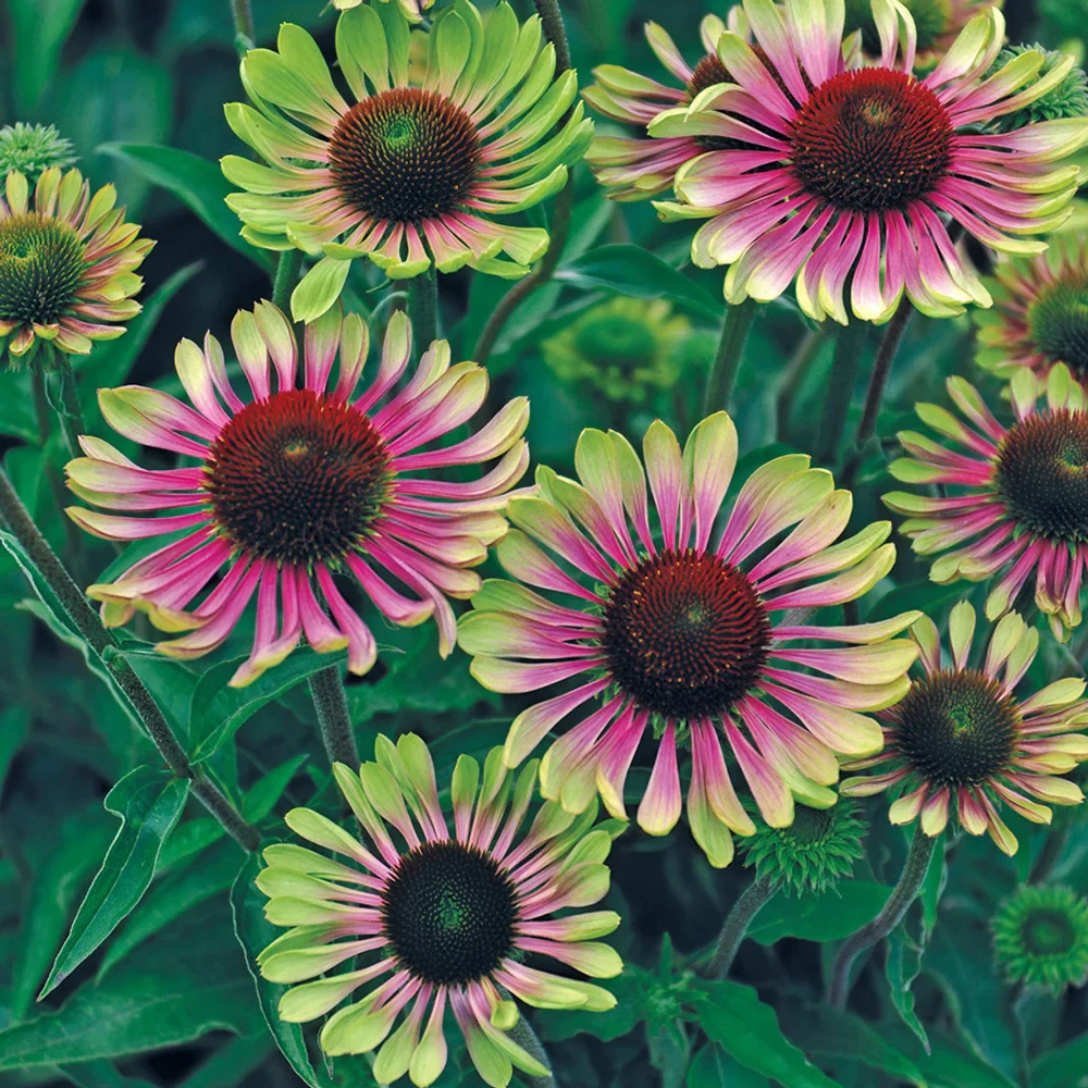 Echinacea Green Twister - Image 2