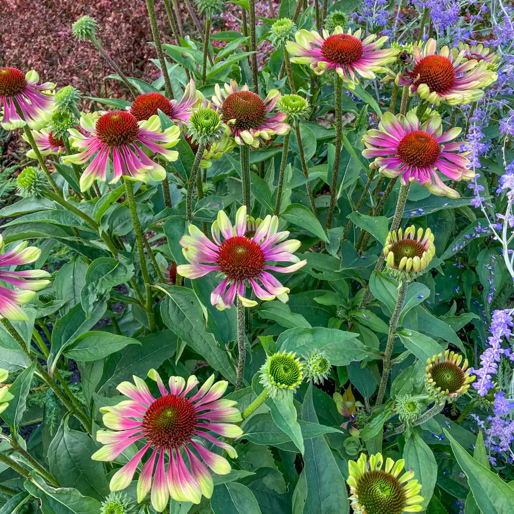 Echinacea Green Twister - Image 6