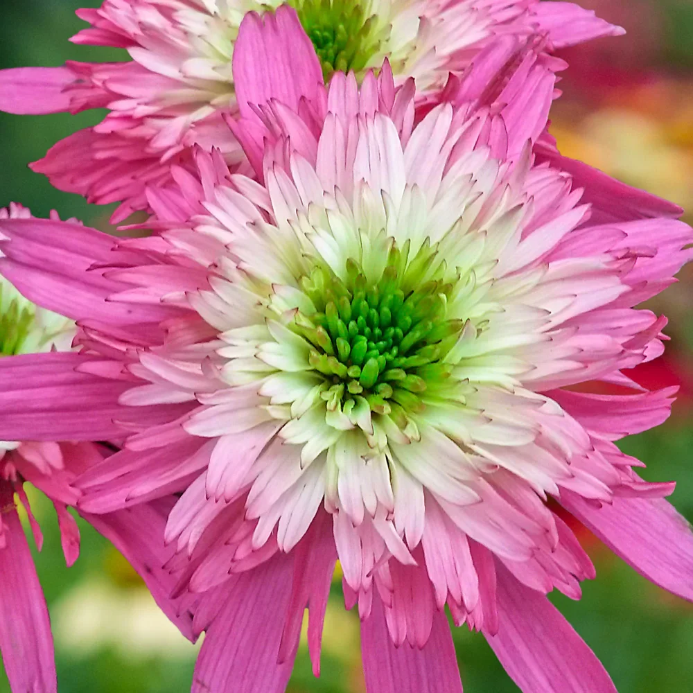 Echinacea Mini Belle