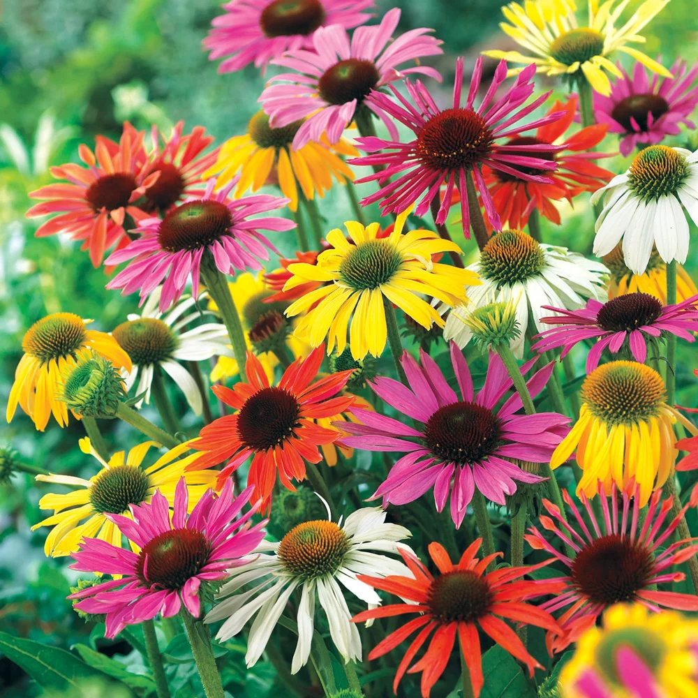 Echinacea Mixed