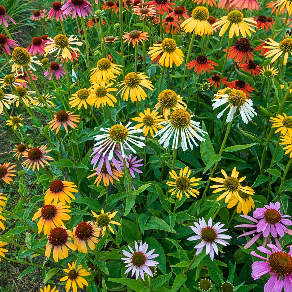 Echinacea Mixed - Image 2