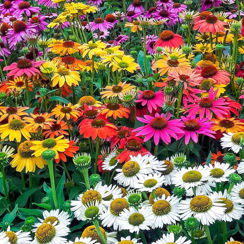 Echinacea Mixed - Image 3