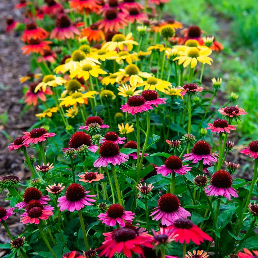 Echinacea Mixed - Image 4