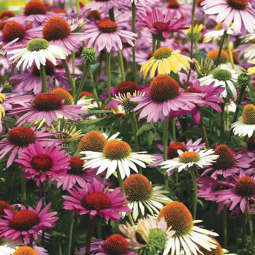 Echinacea Mixed - Image 5