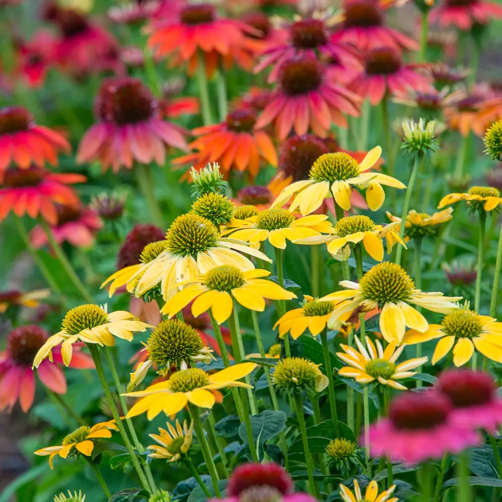 Echinacea Mixed - Image 6