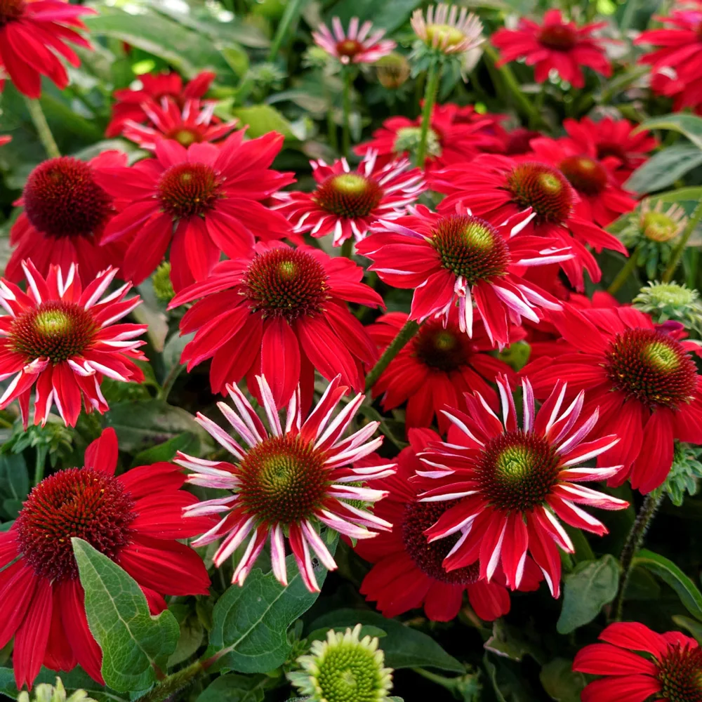 Echinacea Salsa Red