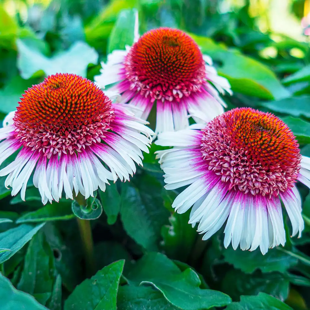Echinacea Strawberry and Cream