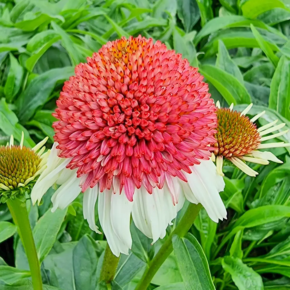 Echinacea Strawberry and Cream - Image 2