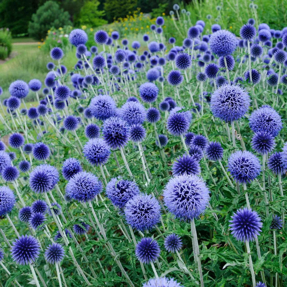 Echinops ritro