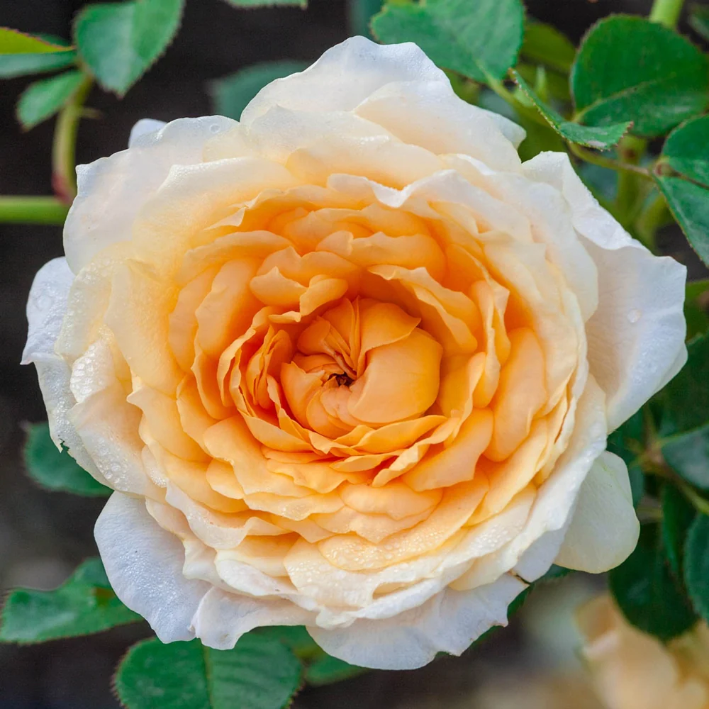 Edith's Darling® Shrub Rose - Image 2