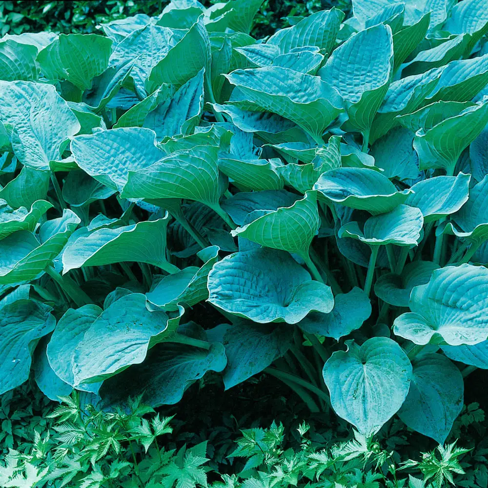Hosta sieboldiana 'Elegans'