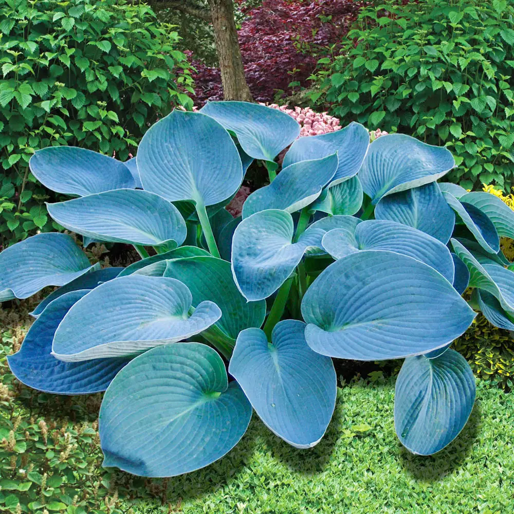 Hosta sieboldiana 'Elegans' - Image 3