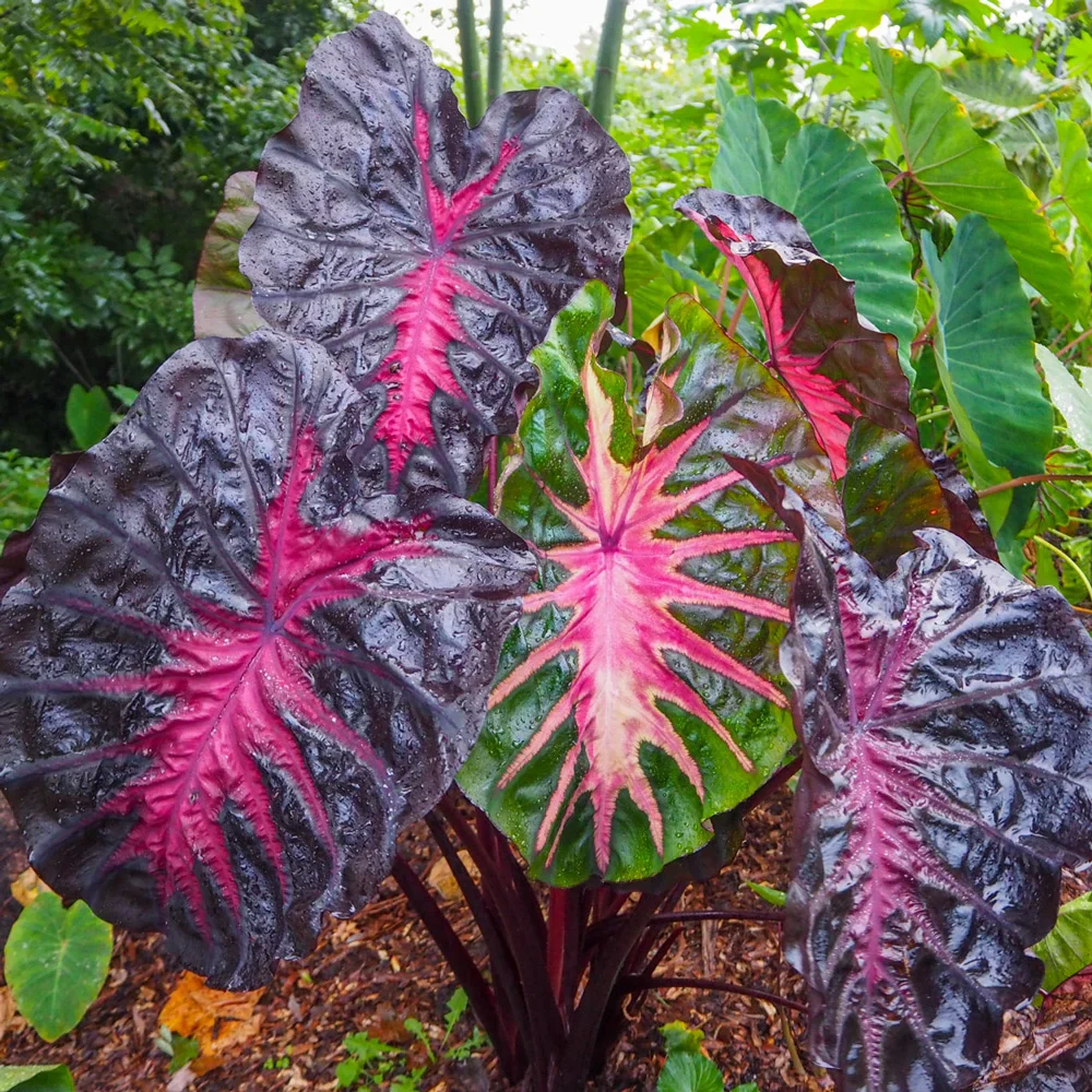 Elephant Ear Redemption (Colocasia)