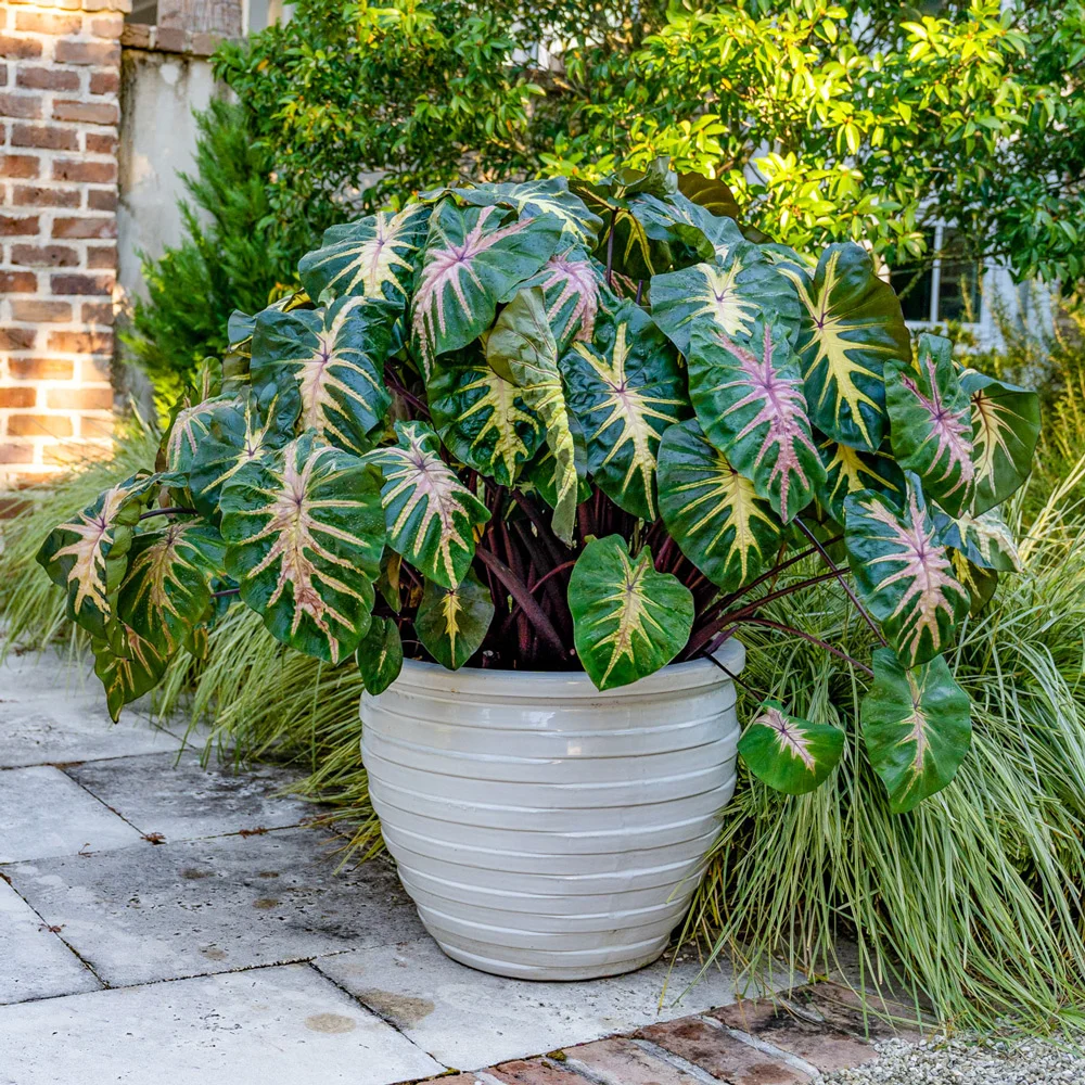 Elephant Ear Royal Hawaiian® ‘Waikiki’ (Colocasia)