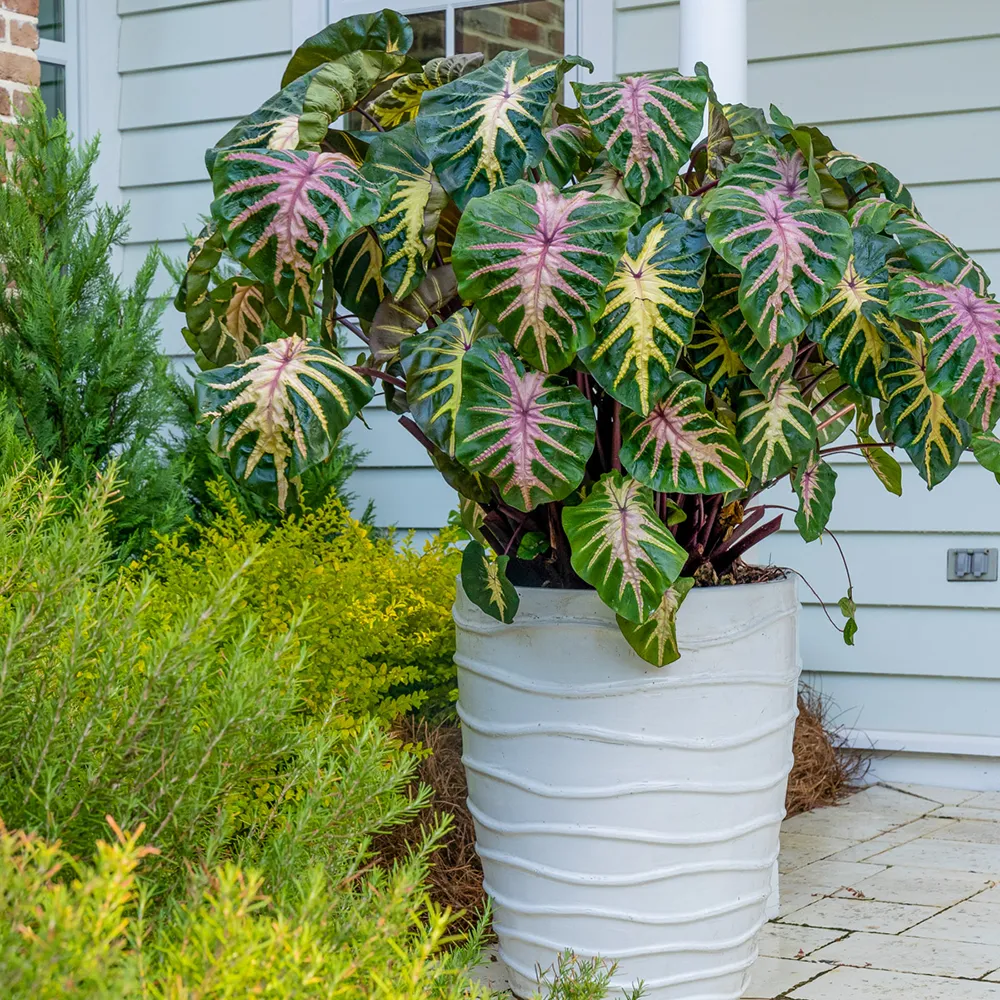 Elephant Ear Royal Hawaiian® ‘Waikiki’ (Colocasia) - Image 2