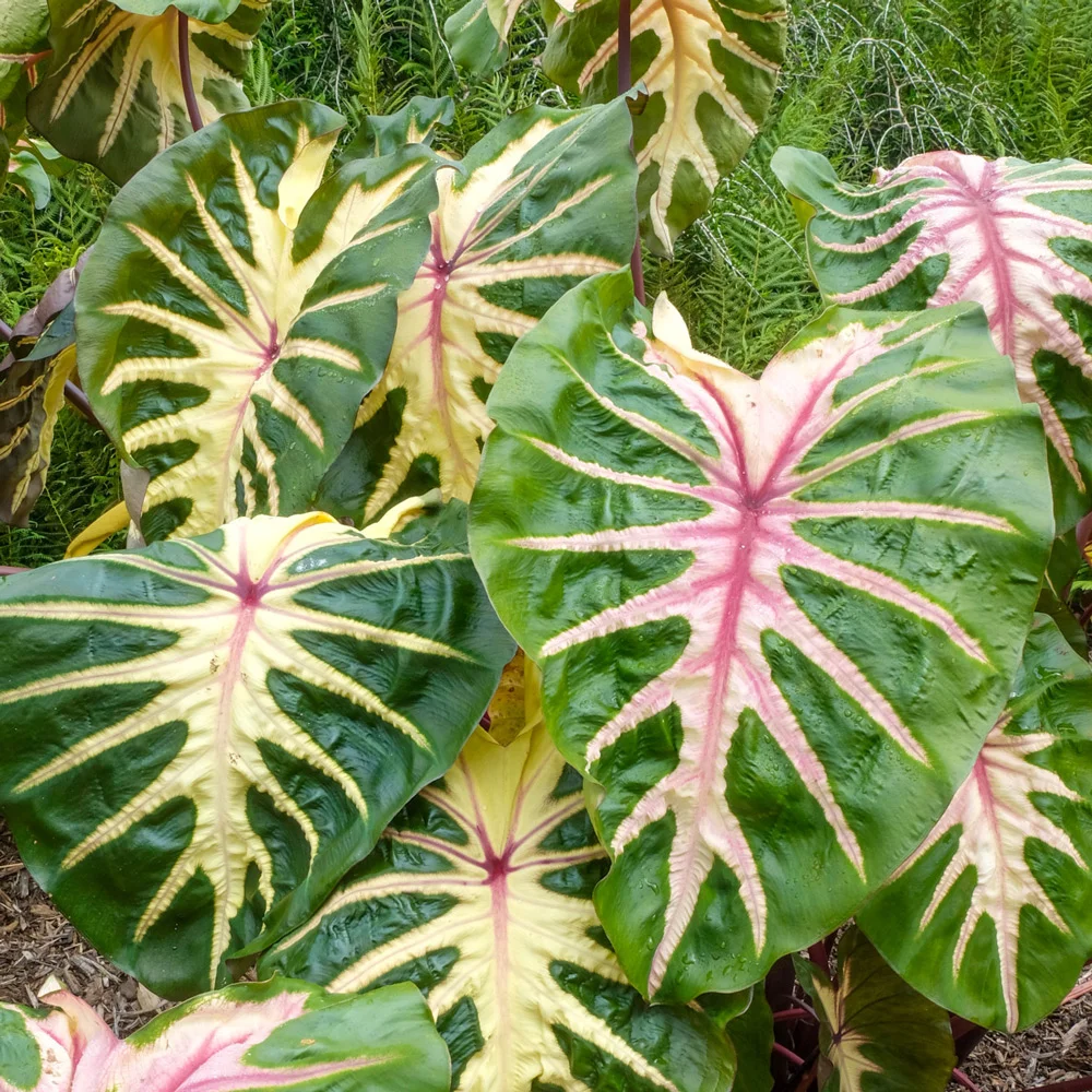 Elephant Ear Royal Hawaiian® ‘Waikiki’ (Colocasia) - Image 3
