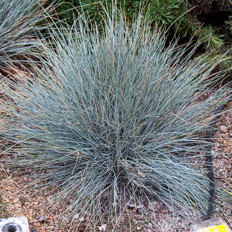 Elijah Blue Fescue
