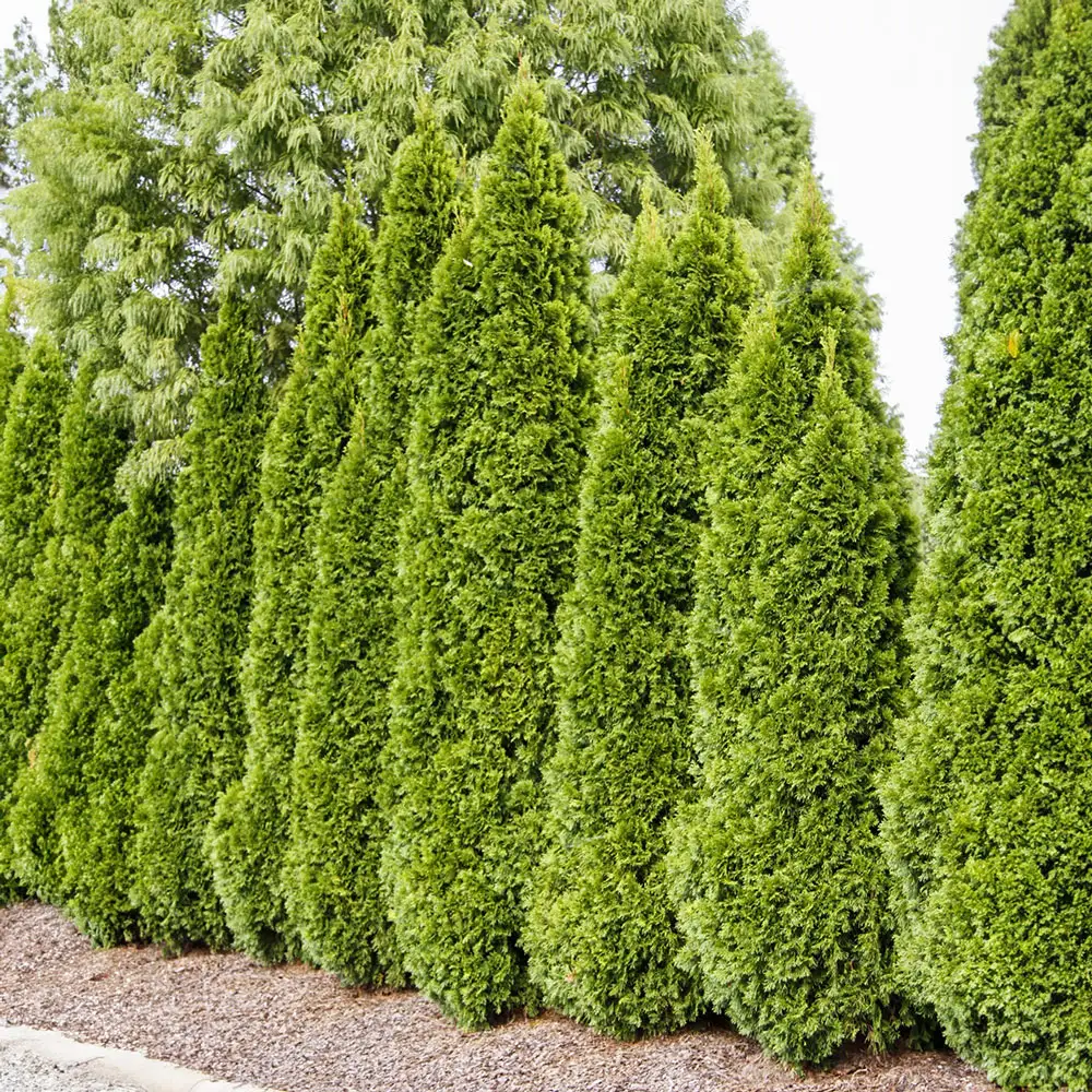 Emerald Green Arborvitae Hedge