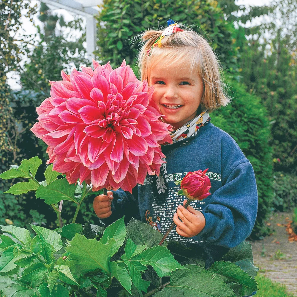 Giant Dinnerplate Dahlia Emory Paul