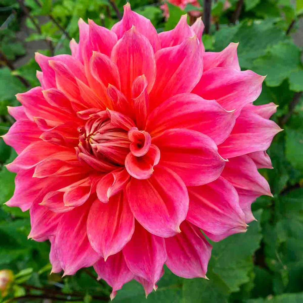 Giant Dinnerplate Dahlia Emory Paul - Image 2