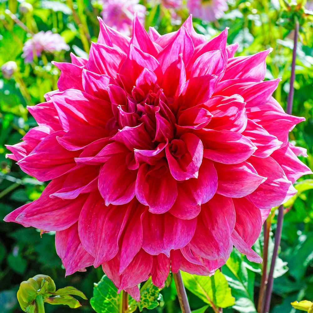 Giant Dinnerplate Dahlia Emory Paul - Image 3