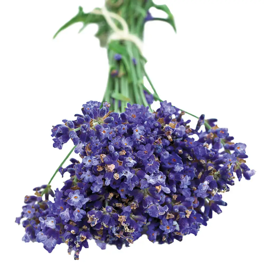English Lavender Hidcote - Image 2