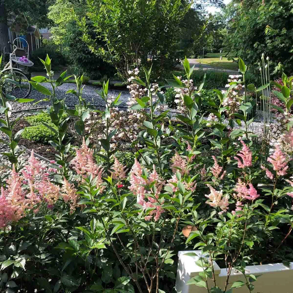 Astilbe Erika - Image 2