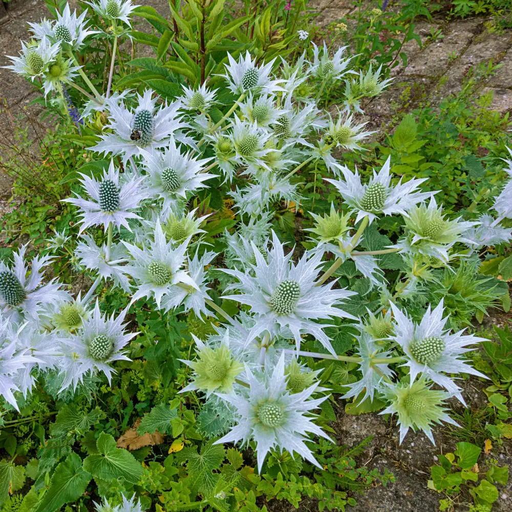 Eryngium Silver Wave - Image 2