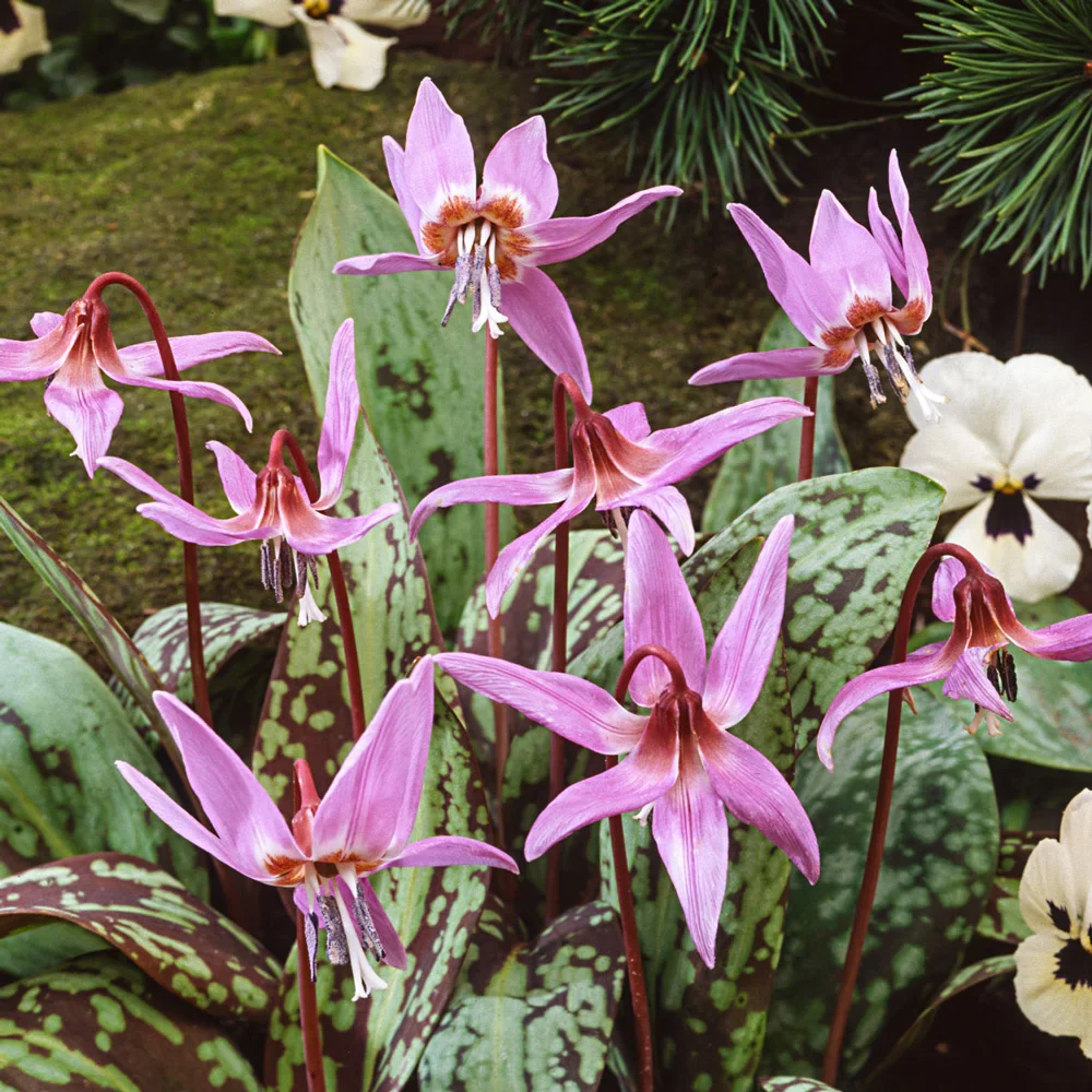 Erythronium Dens Canis Purple King - Image 2