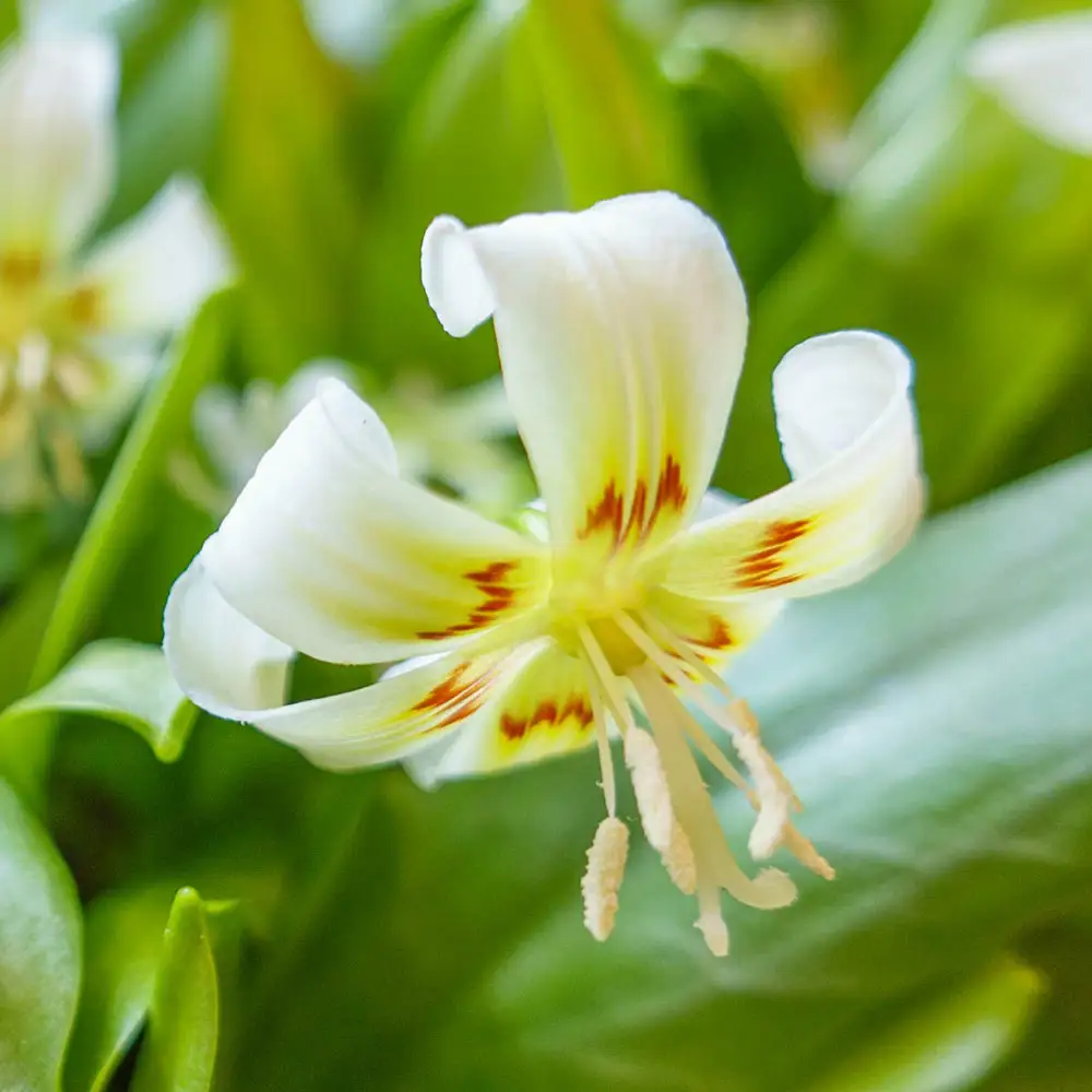Erythronium White Beauty - Image 2