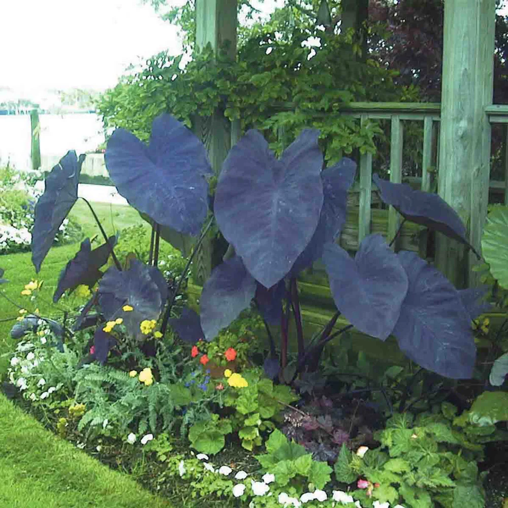 Elephant Ear esculenta Black Magic - Image 4