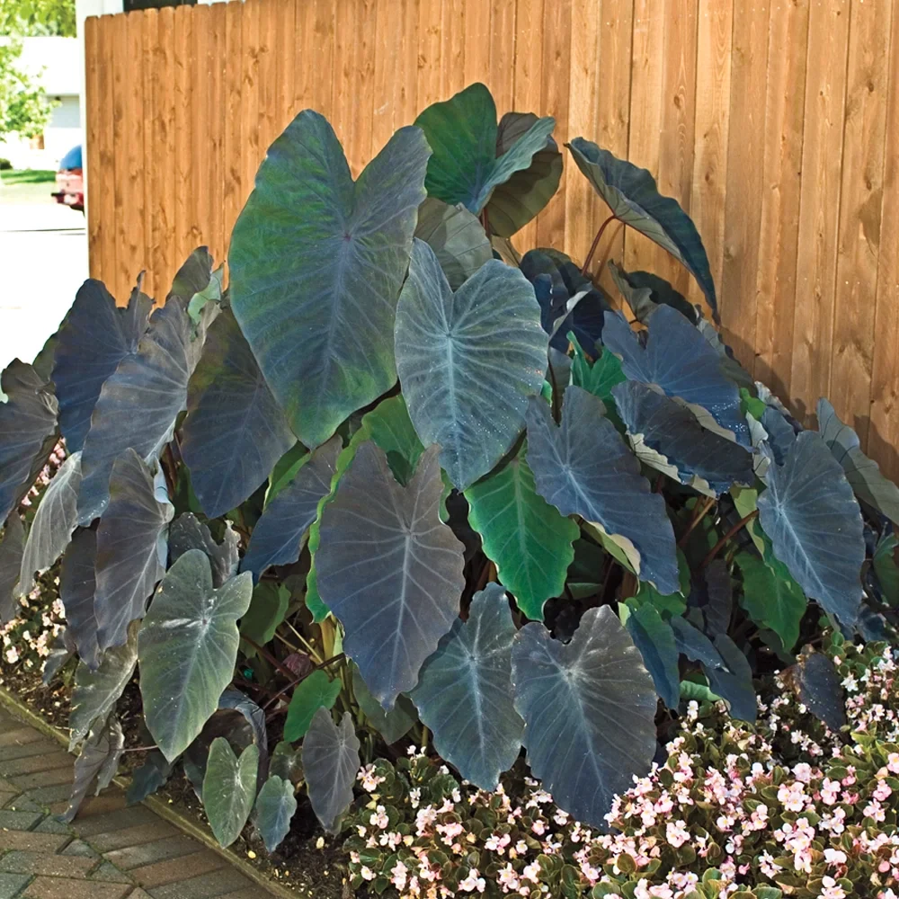 Elephant Ear esculenta Black Magic - Image 5
