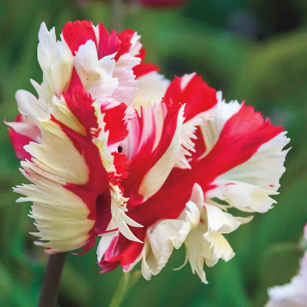 Parrot Tulip Estella Rijnveld - Image 3