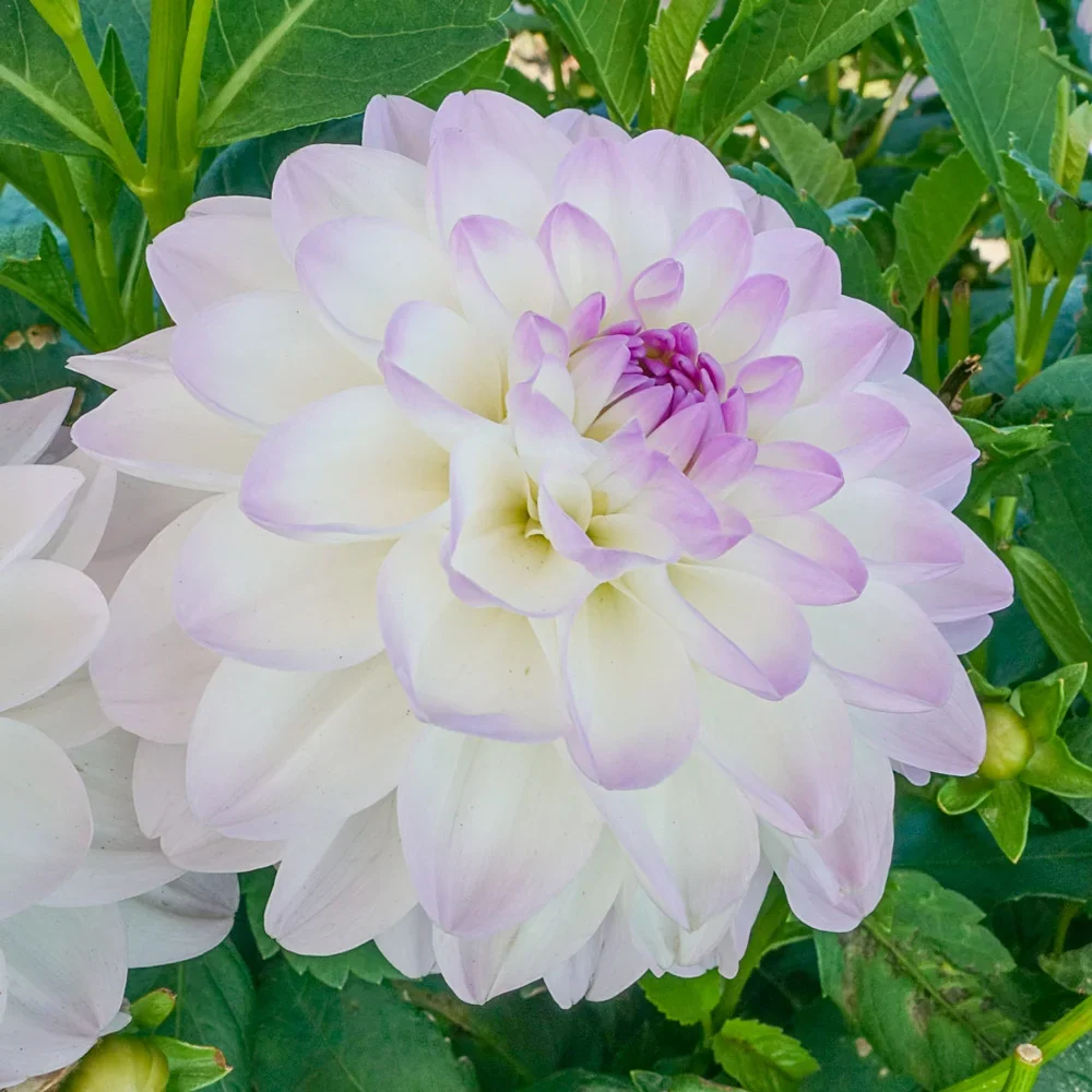 Eveline Dahlia