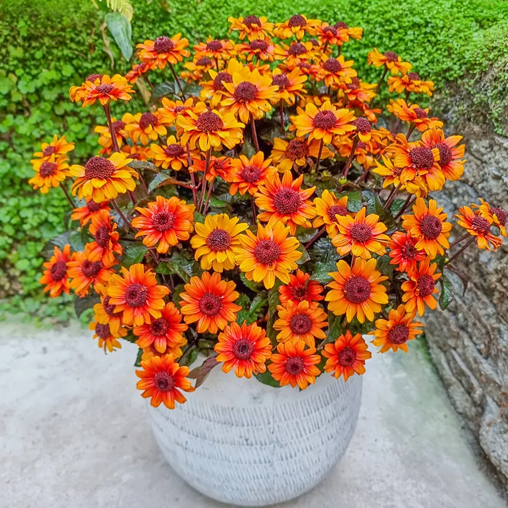 False Sunflower Luna Roja