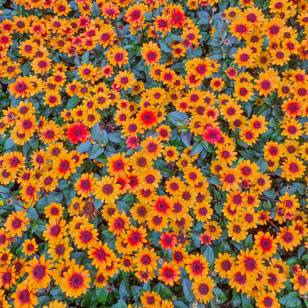False Sunflower Luna Roja - Image 6