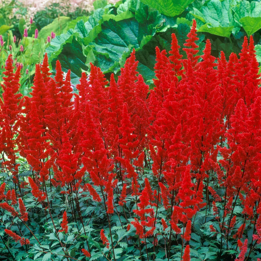 Astilbe Fanal