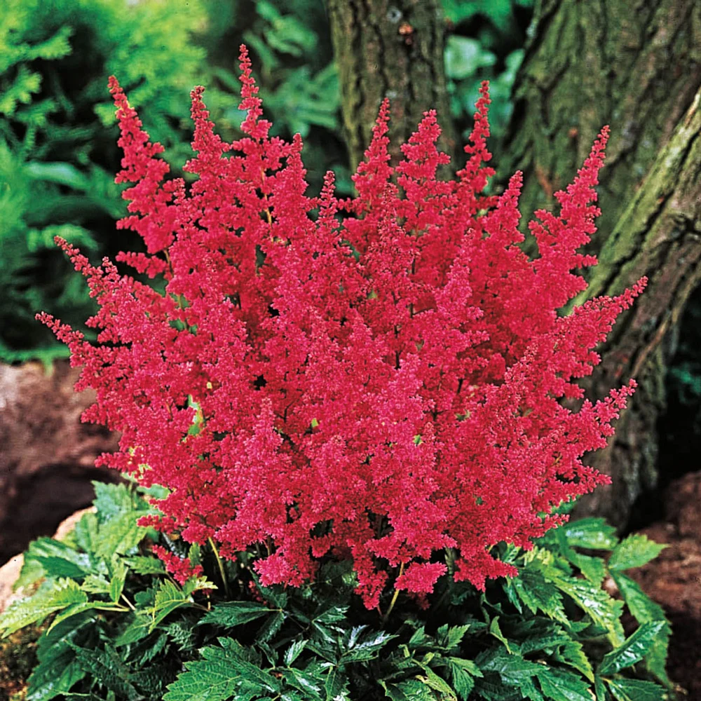 Astilbe Fanal - Image 2