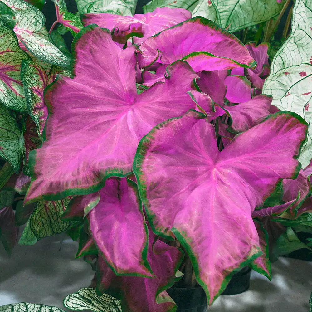 Fanny Munson Colorful Shade Loving Caladiums