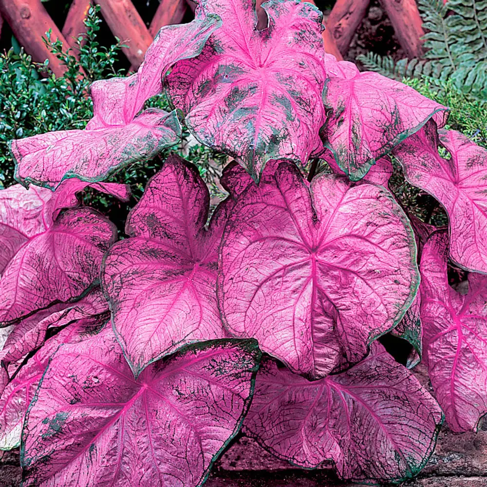 Fanny Munson Colorful Shade Loving Caladiums - Image 2