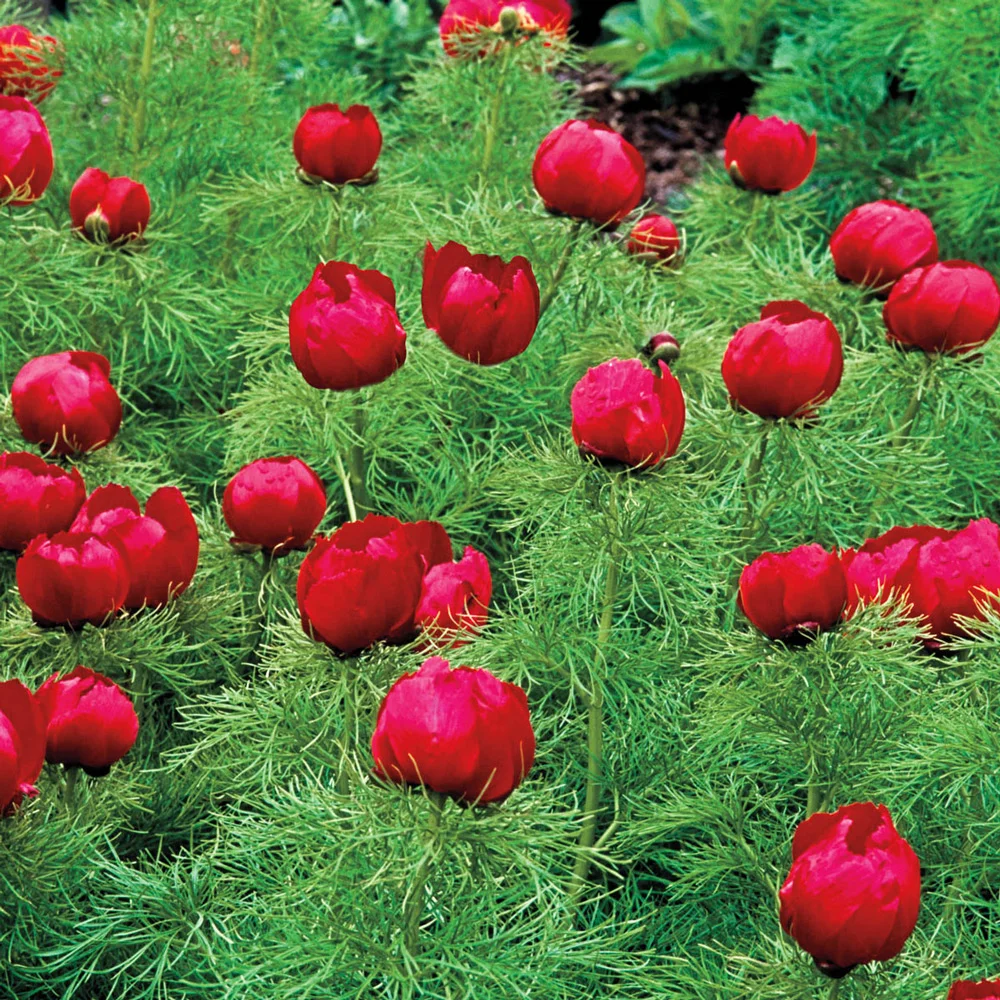Fernleaf Peony