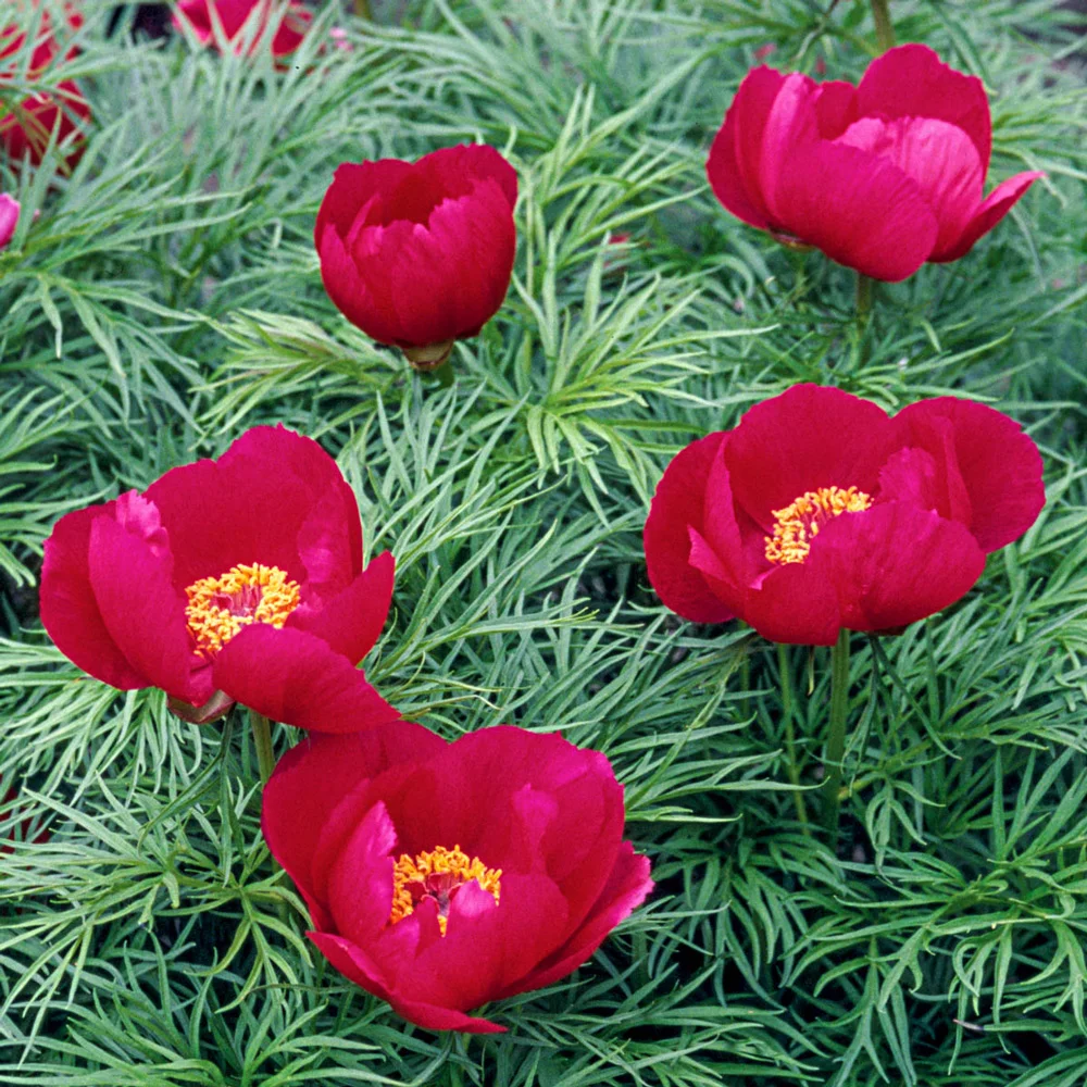 Fernleaf Peony - Image 2