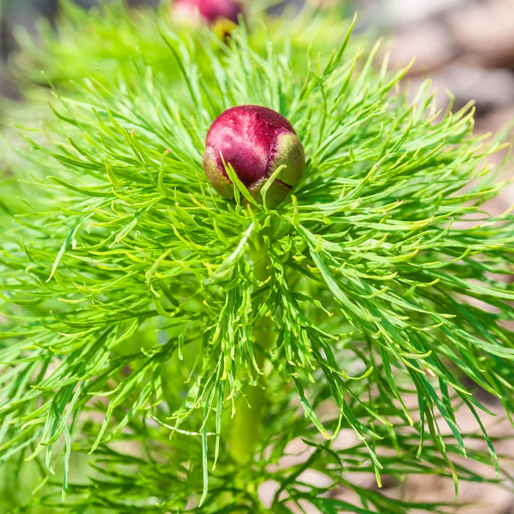 Fernleaf Peony - Image 3