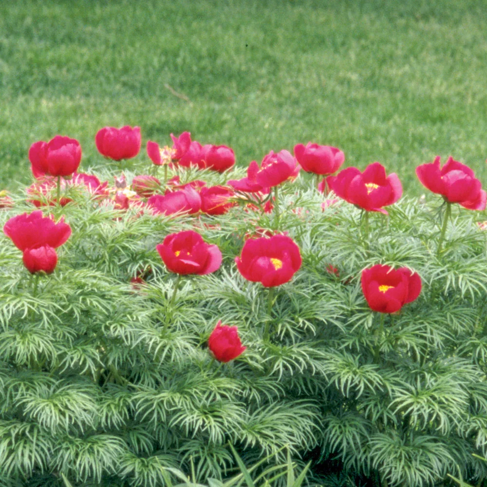 Fernleaf Peony - Image 4