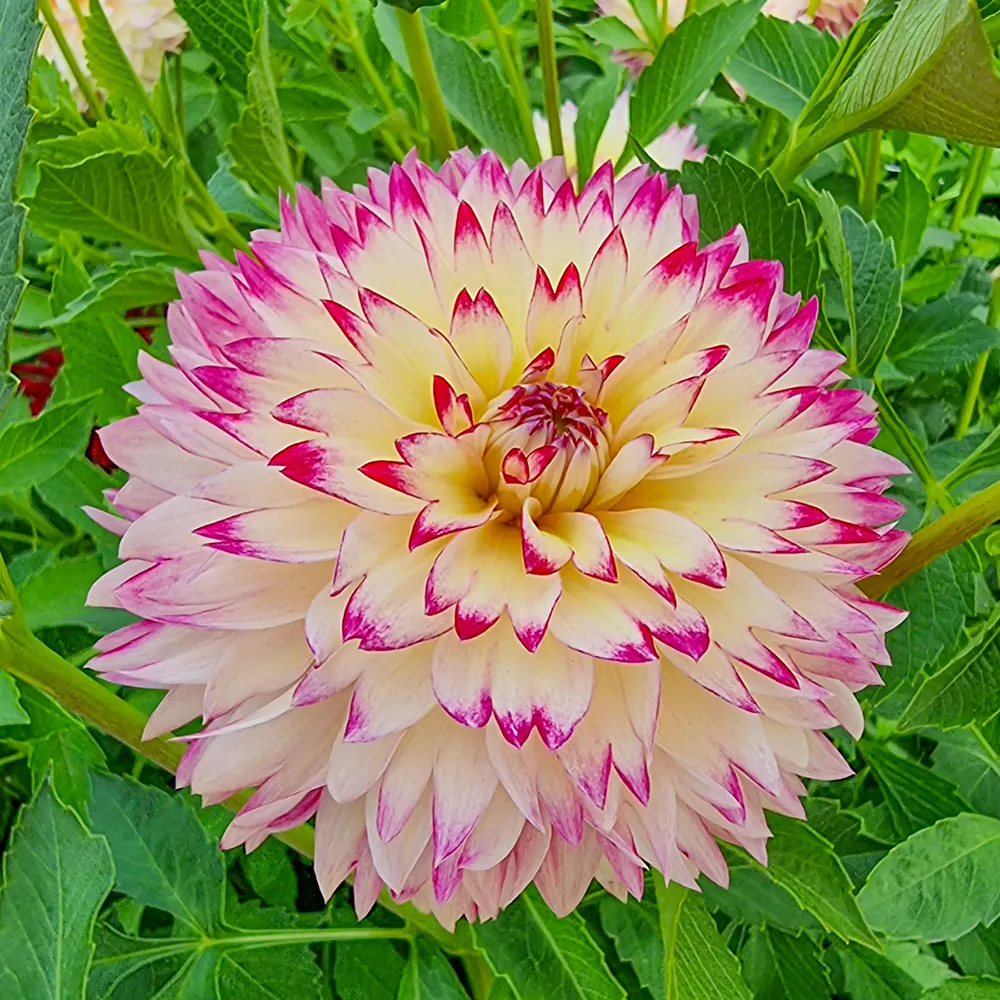 Fimbriata Dahlia Aphrodite