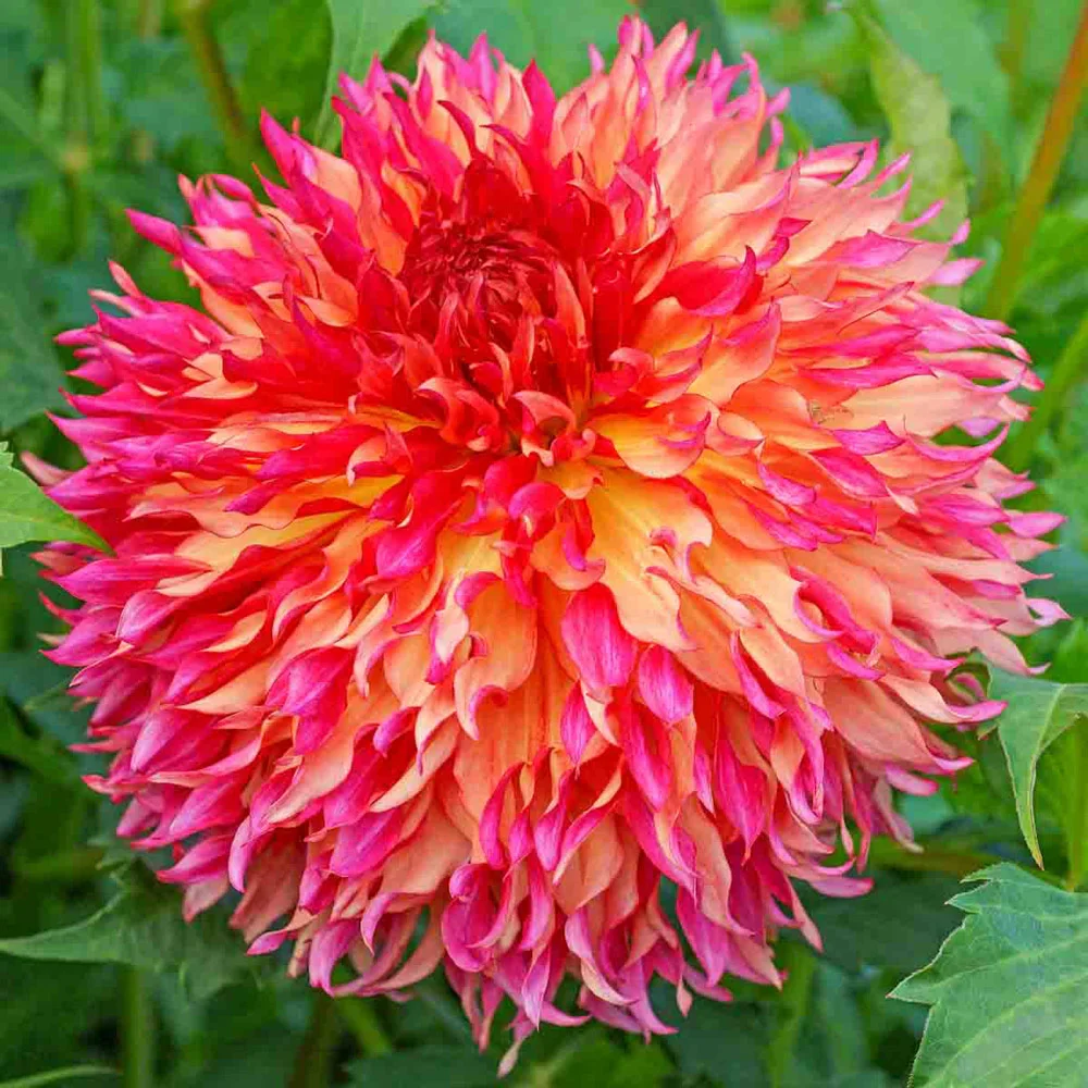 Fimbriata Dahlia Myrtle's Folly - Image 2