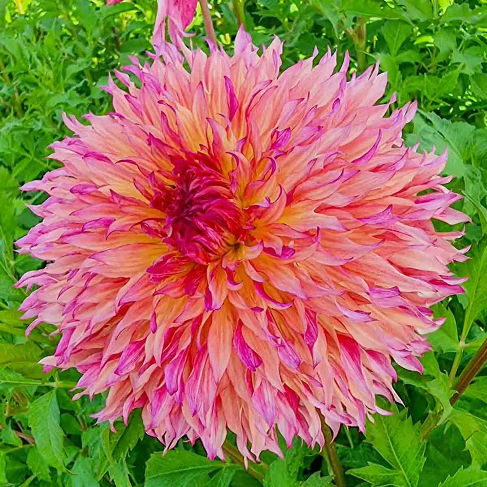 Fimbriata Dahlia Myrtle's Folly - Image 3