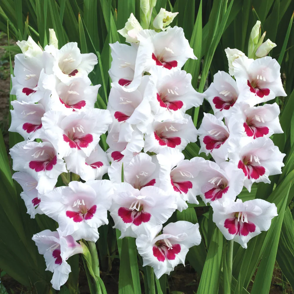 Hybrid Gladiolus Fiorentina