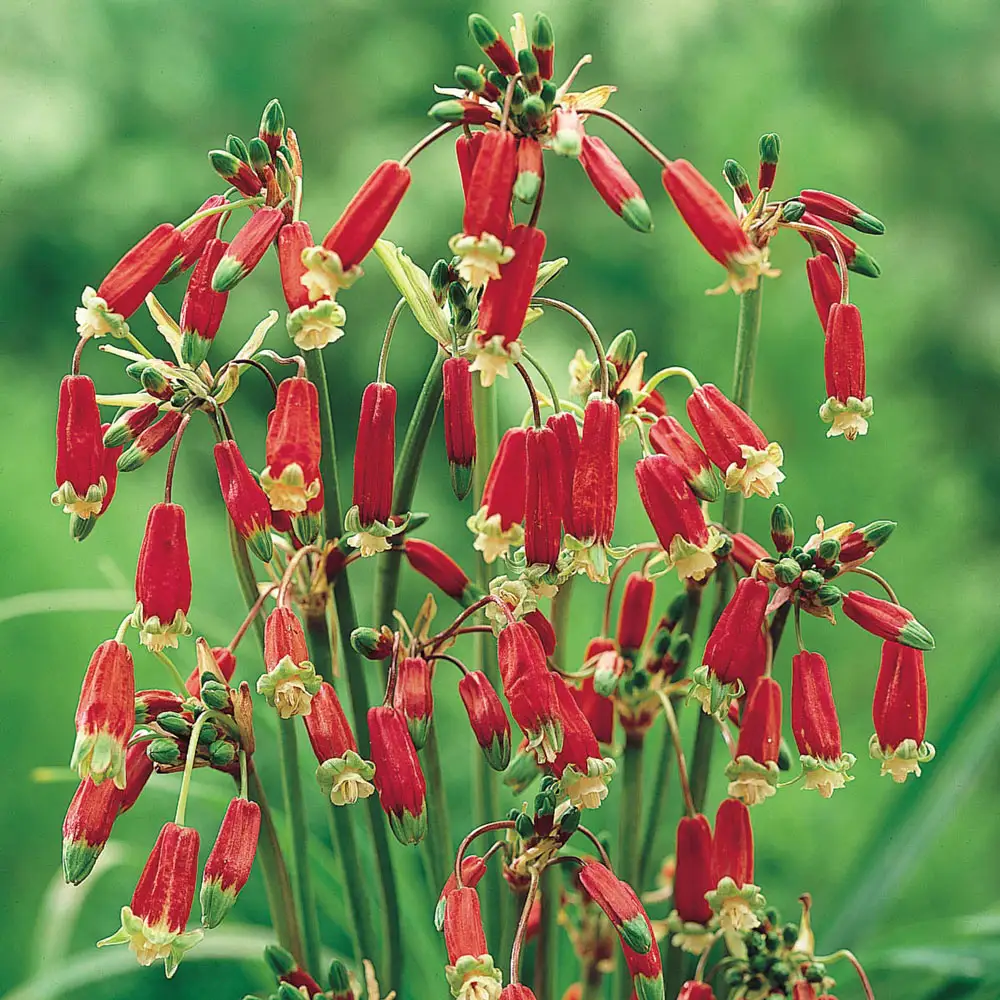 Firecracker Flower